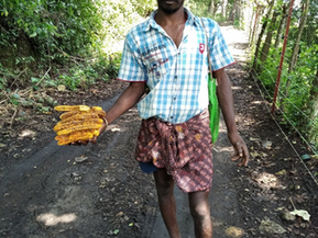 How The Paliyars Of Tamil Nadu Earn Their Living?