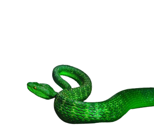 Green snake.png