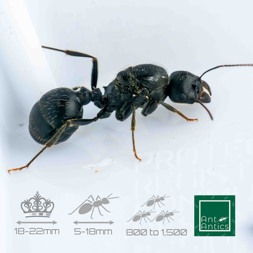 Messor Arenarius XL Harvester Ant Antics