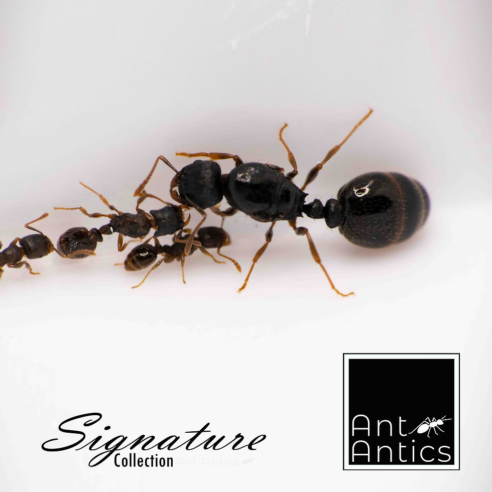 Thumbnail: Strongylognathus testaceus - Social parasite Ant