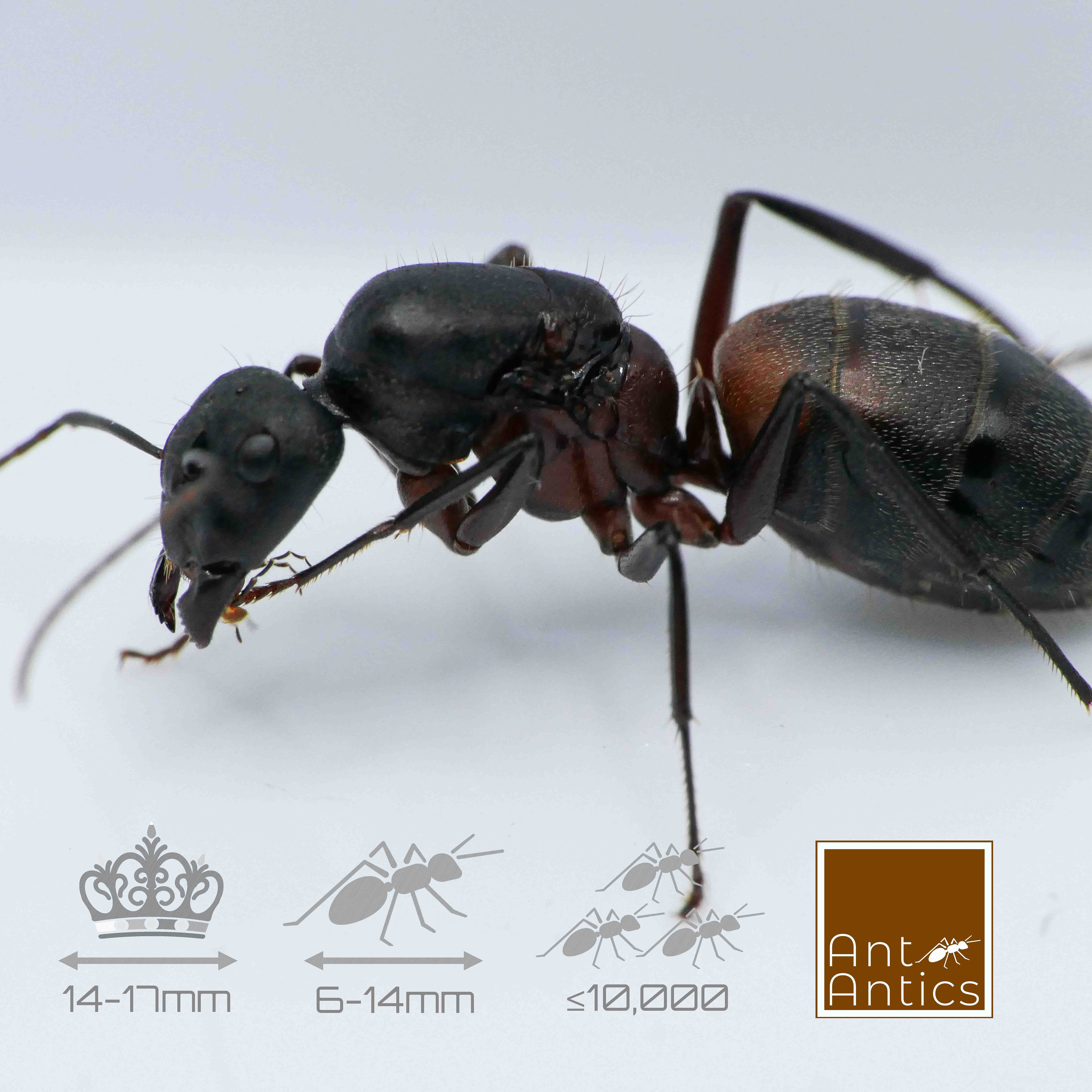 Camponotus cruentatus - Carpenter Ant