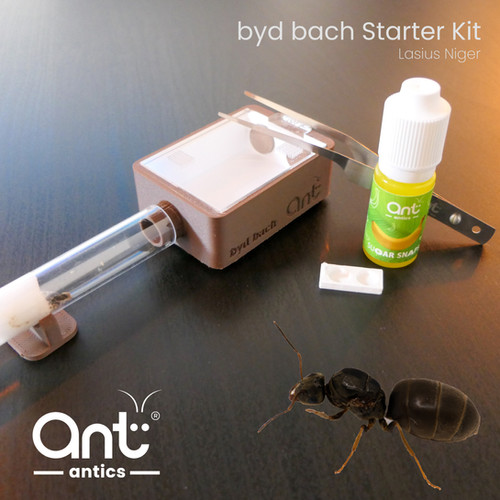 Ant Antics Starter Kit (Lasius Niger) | Ant Antics