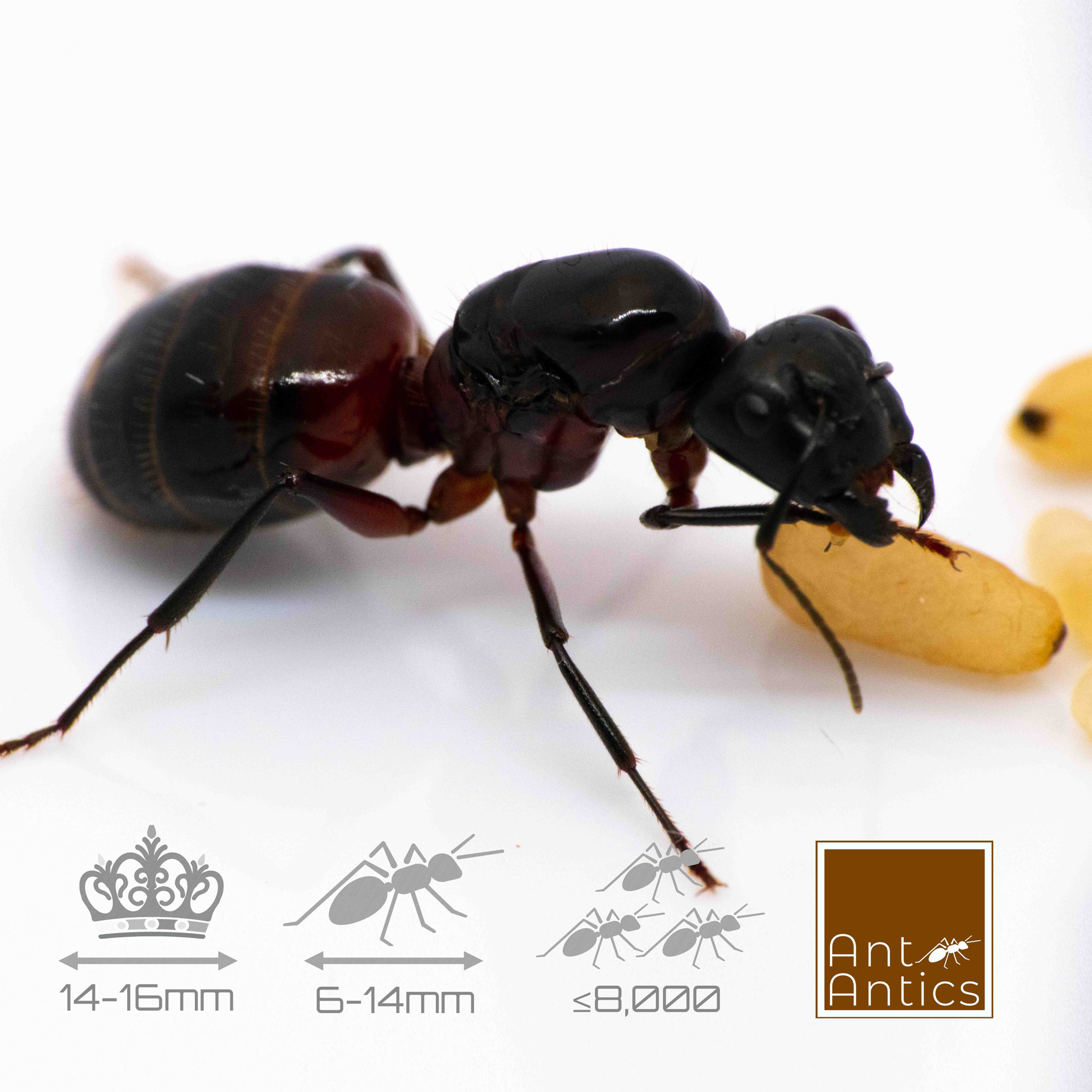 Camponotus ligniperda - Carpenter Ant
