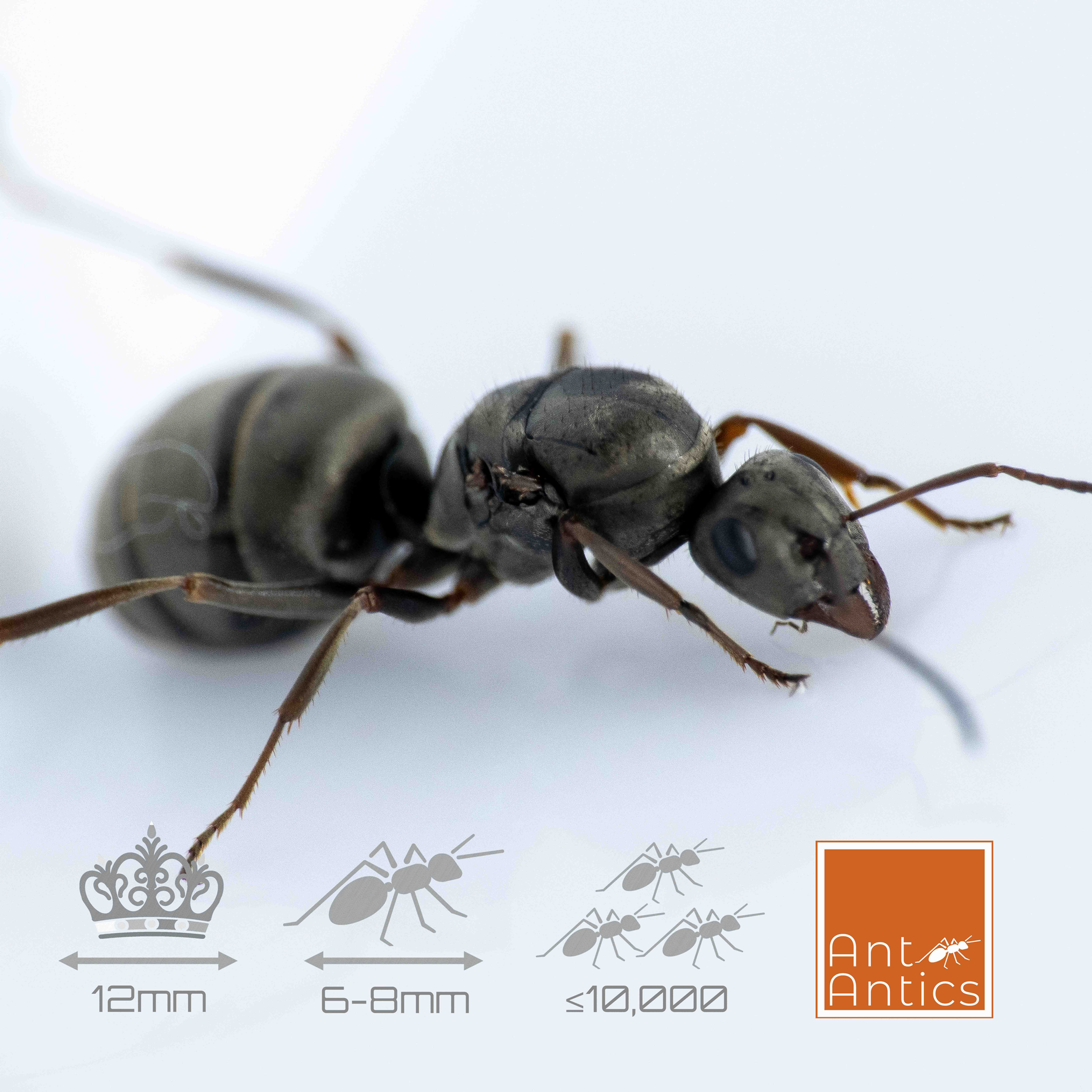 Formica cinerea - Field Ant