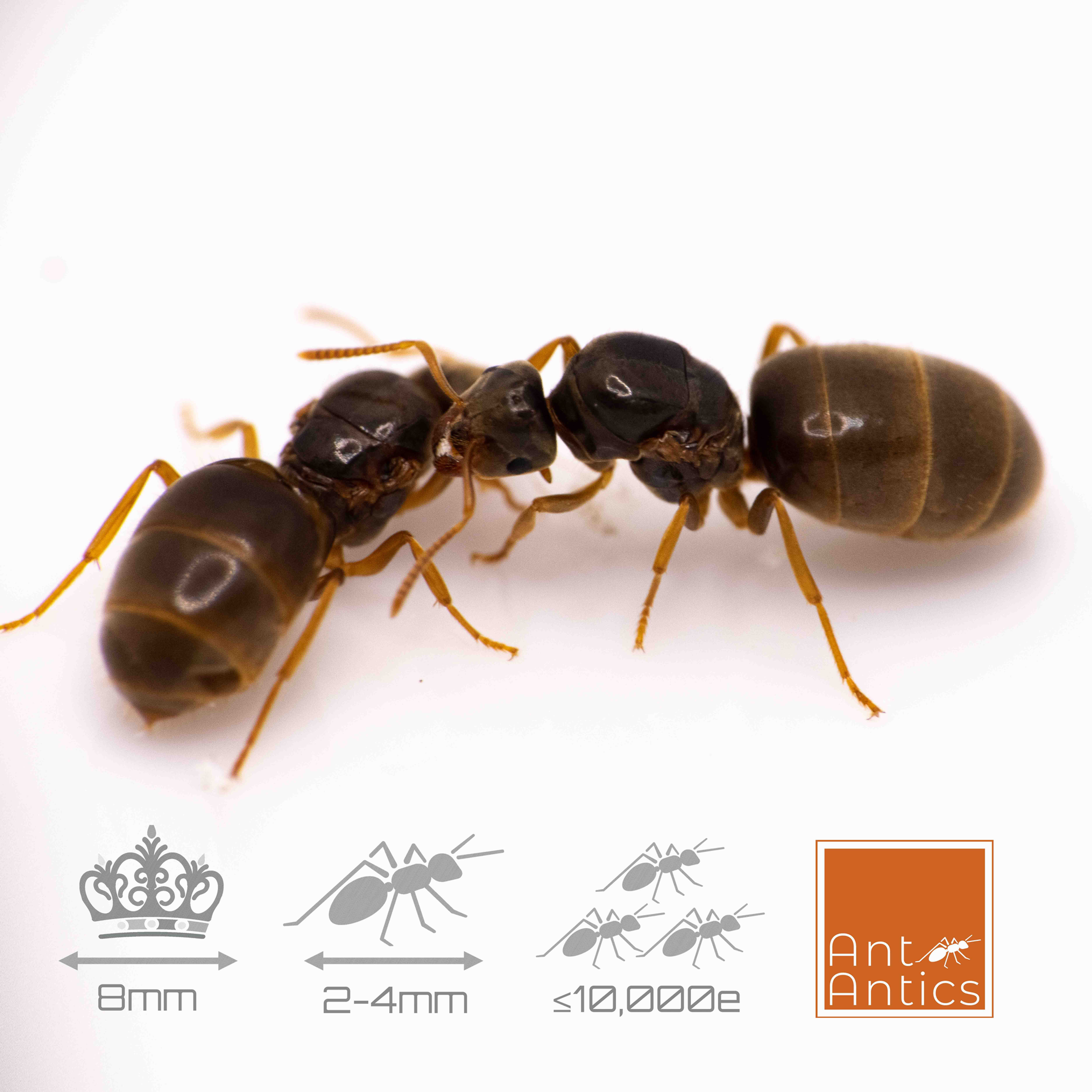 Lasius flavus - Yellow Meadow Ant (Pair)