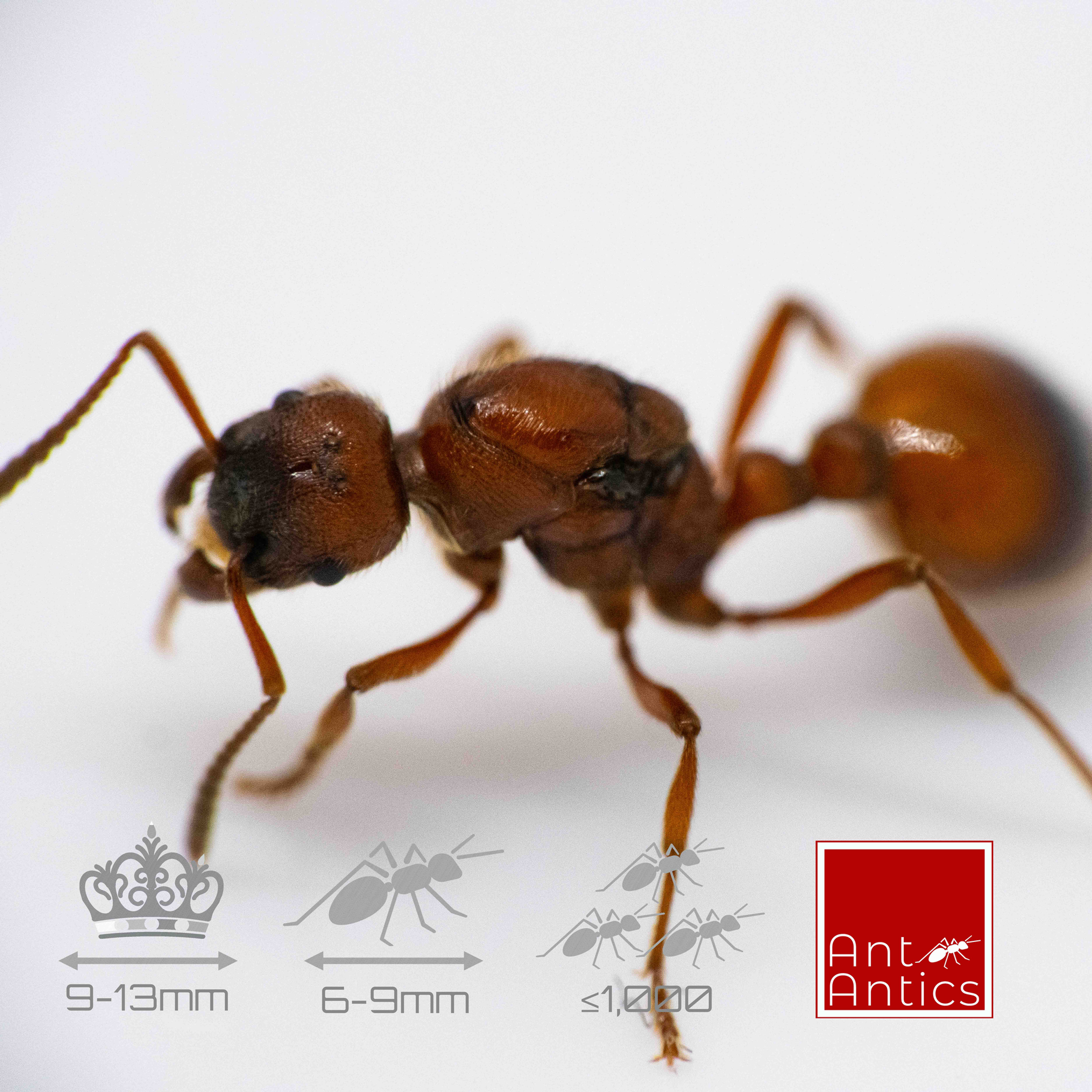 Manica rubida - EU Fire Ants