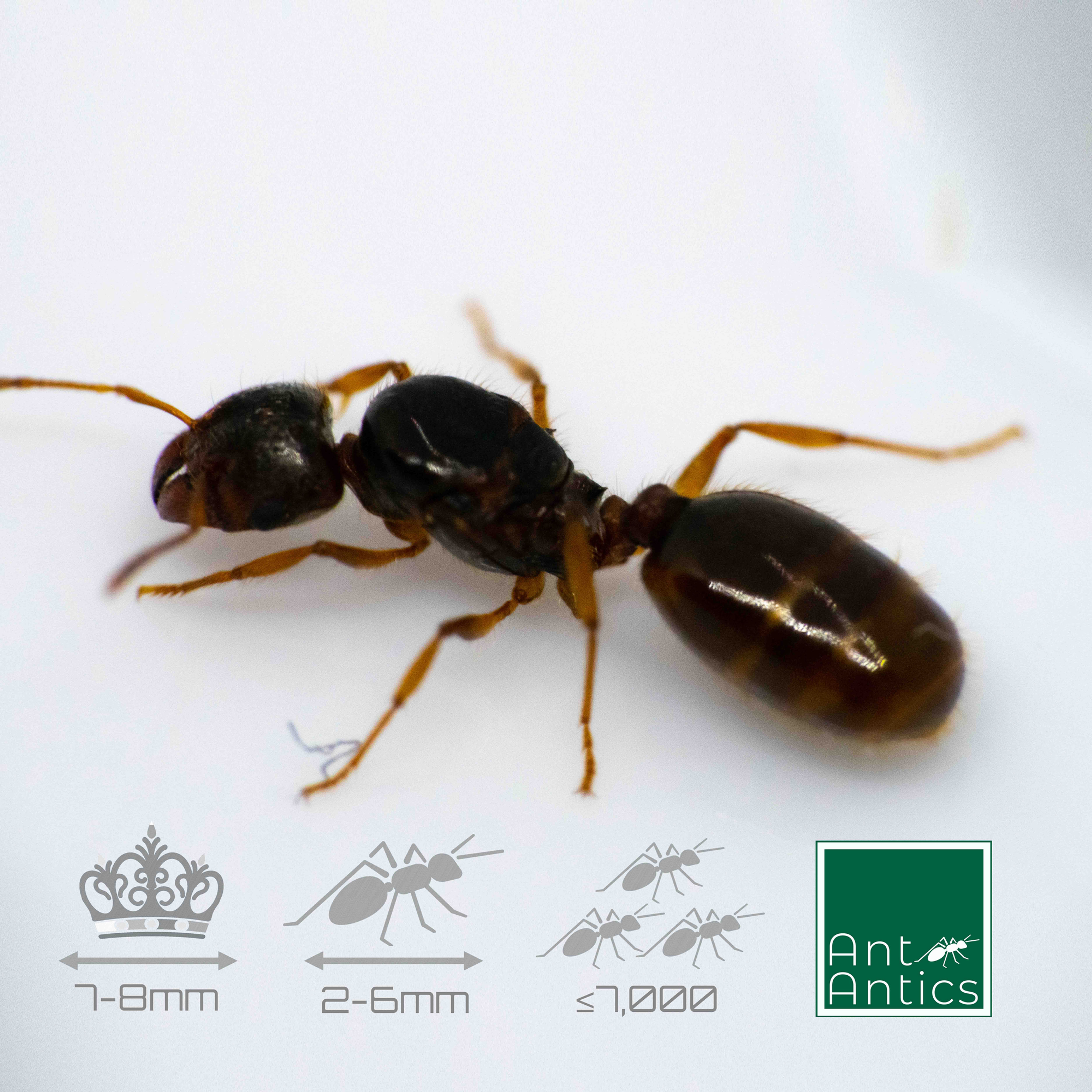 Pheidole pallidula - Big Headed Ant