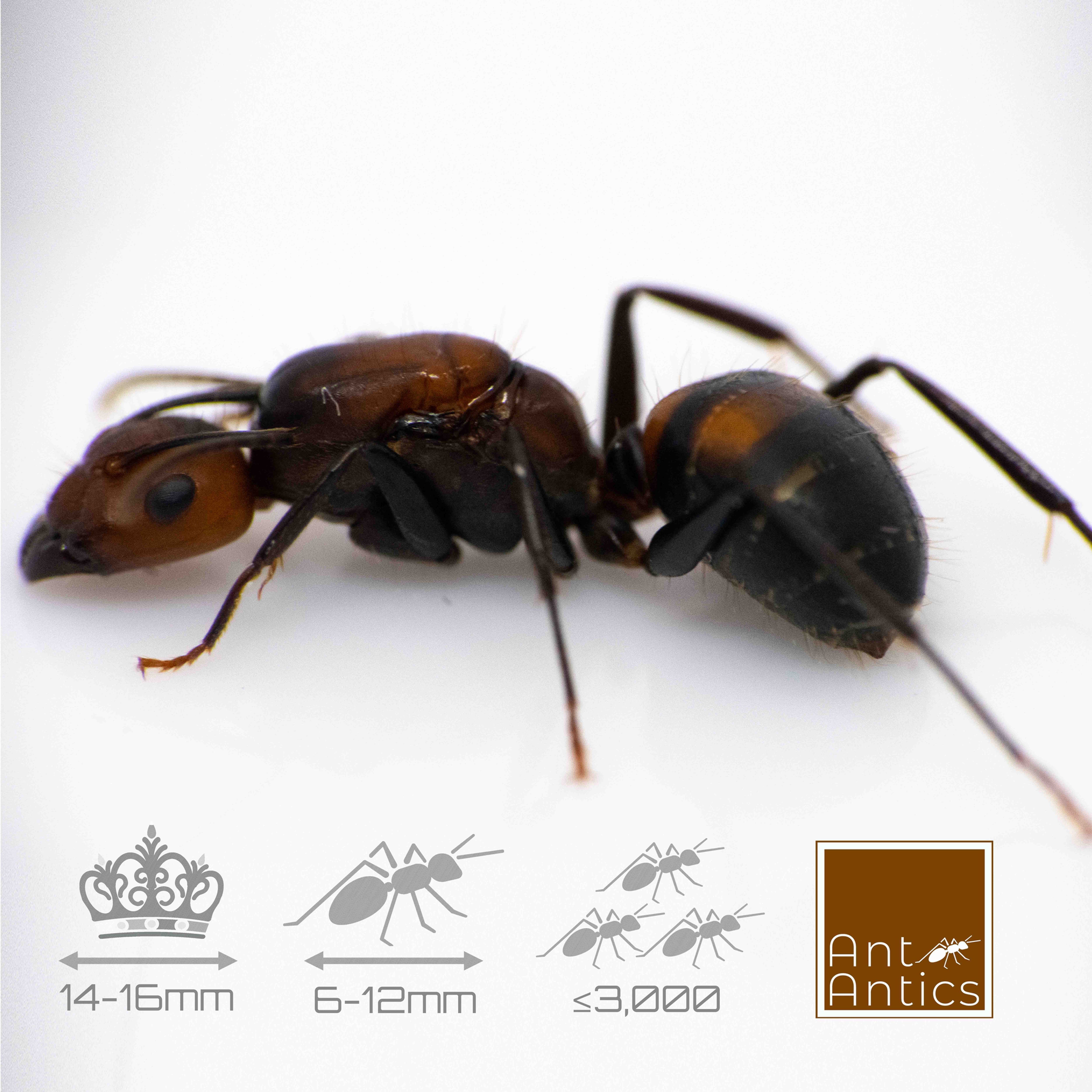 Camponotus nicobarensis - Carpenter Ant - 2+queens