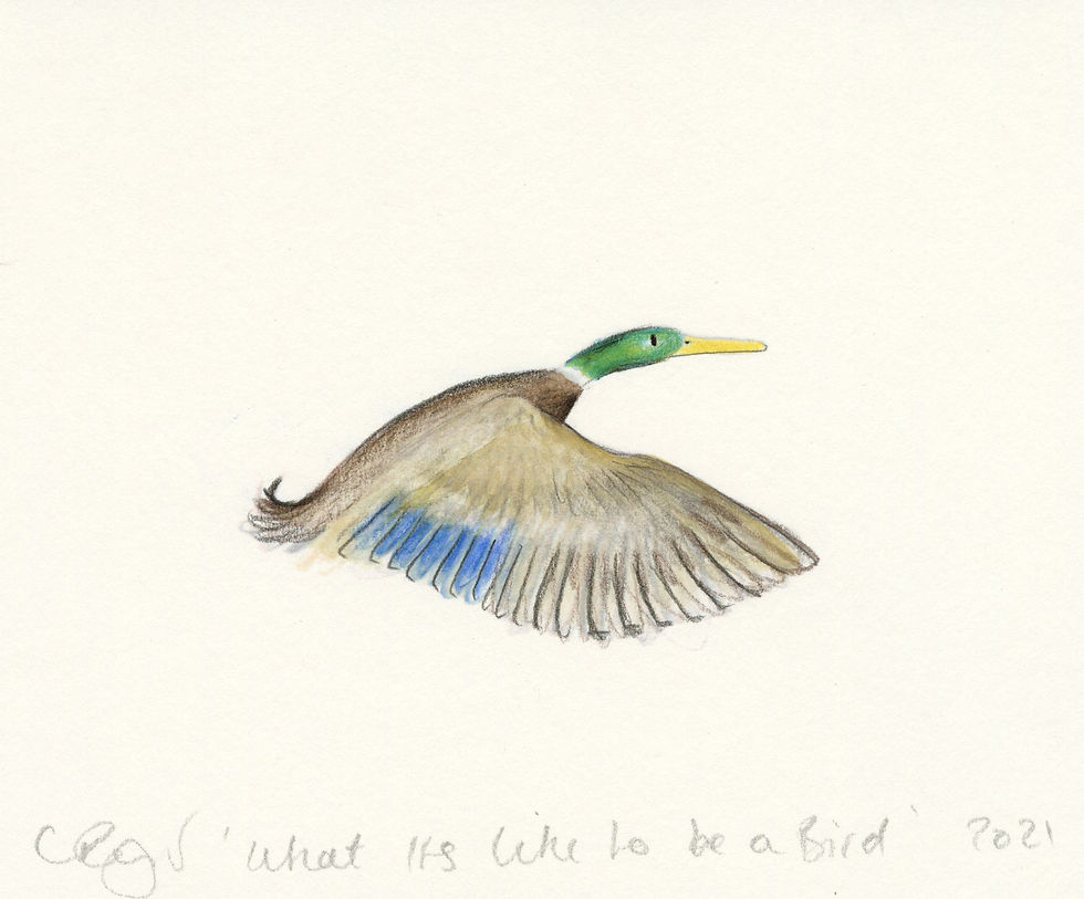 What's it like to be a Bird?