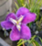 Iris ensata 'Violet'