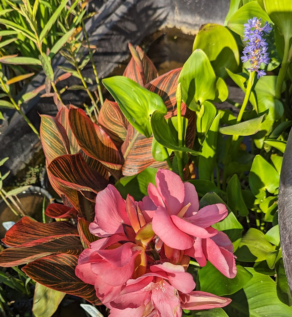 Canna 'Intrigue' next to Blue Pickerel Rush