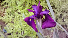 Iris ensata 'Variegata'