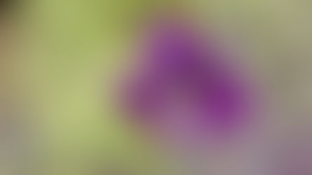 Iris ensata 'Variegata'