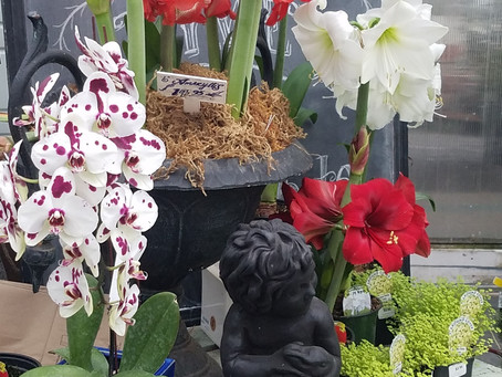 Holiday Plant Guide