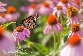 Arboretum Pollinator Garden - butterfly (Nick Sloff).jpg