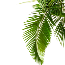 pngwing.com (79).png