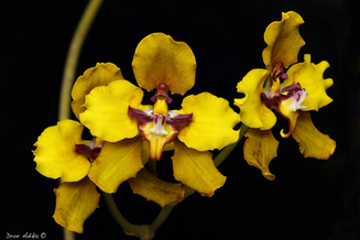 Oncidium (Cyrtochilum) macranthum