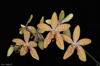 Rnthps. Milded Jameson _Bonsall_ HCC_AOS