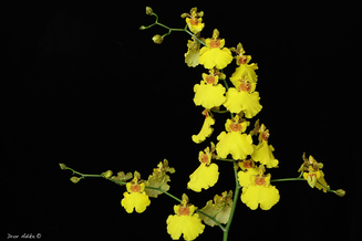 Oncidium Gower Ramsey