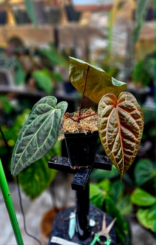 Anthurium Zara Michelle × Ace of Spades — 4” | Bronze Emergent