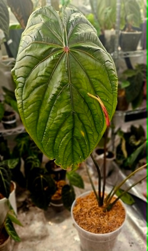 houseplant dracaena XL Dracaena angustifolia 'Dracaena Marginata', 6-7' tall, 14" pot  B.Willow