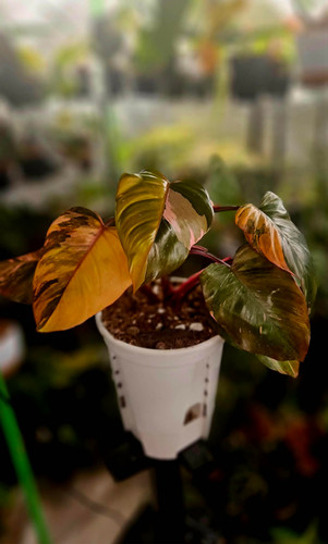 emerald pothos vs global green Epipremnum Global Green in growers pot – Oasis Gardens main image 1