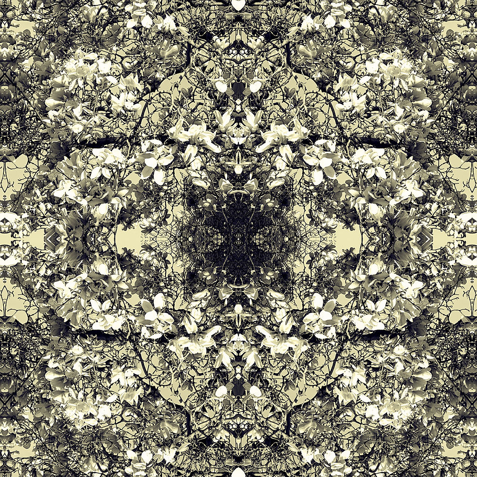 Thumbnail: Magnolia Lace