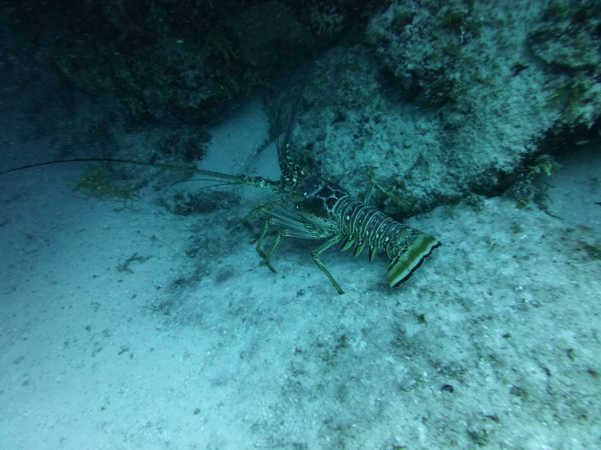Cozumel 2015