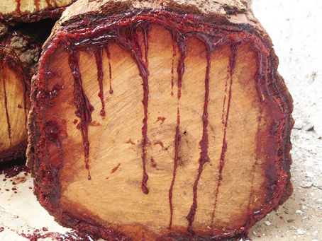 Los troncos también sangran...