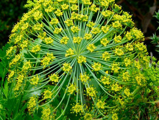 GALBANUM- Ferula galbaniflua