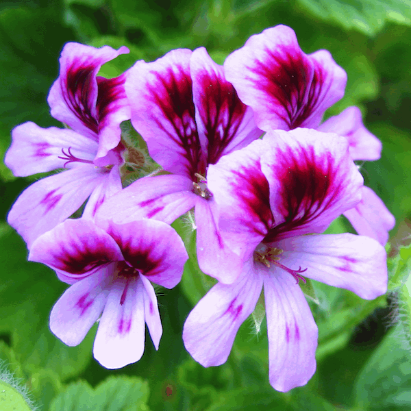 Geranium, Rose