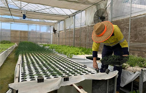 Farmhand changing hydroponic seedling tray