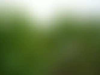 Sustainable Forestry:Our Commitment to the Future