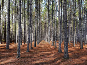 NZ’s Sovereign Wealth Fund Is Growing Its US Forest Estate