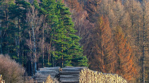 Europe Must Cut Timber Harvest by 28% to Meet Its 2030 Target
