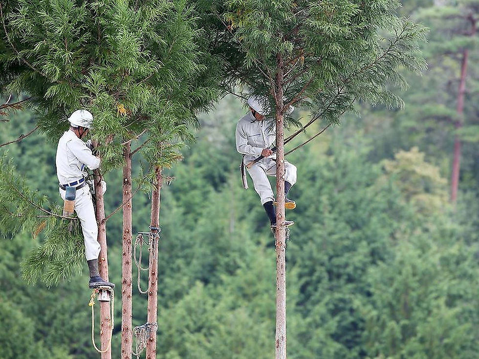 Japan Moves to Replace Imported Wood to Pay Its Own Foresters
