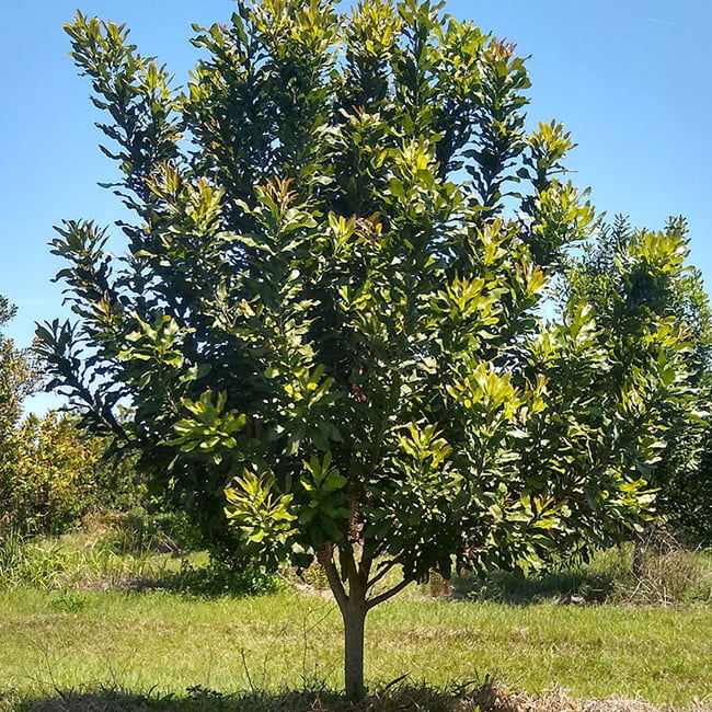 Macadamia