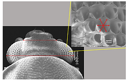 SEM imaging of insects