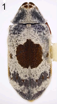 Photo of a beetle