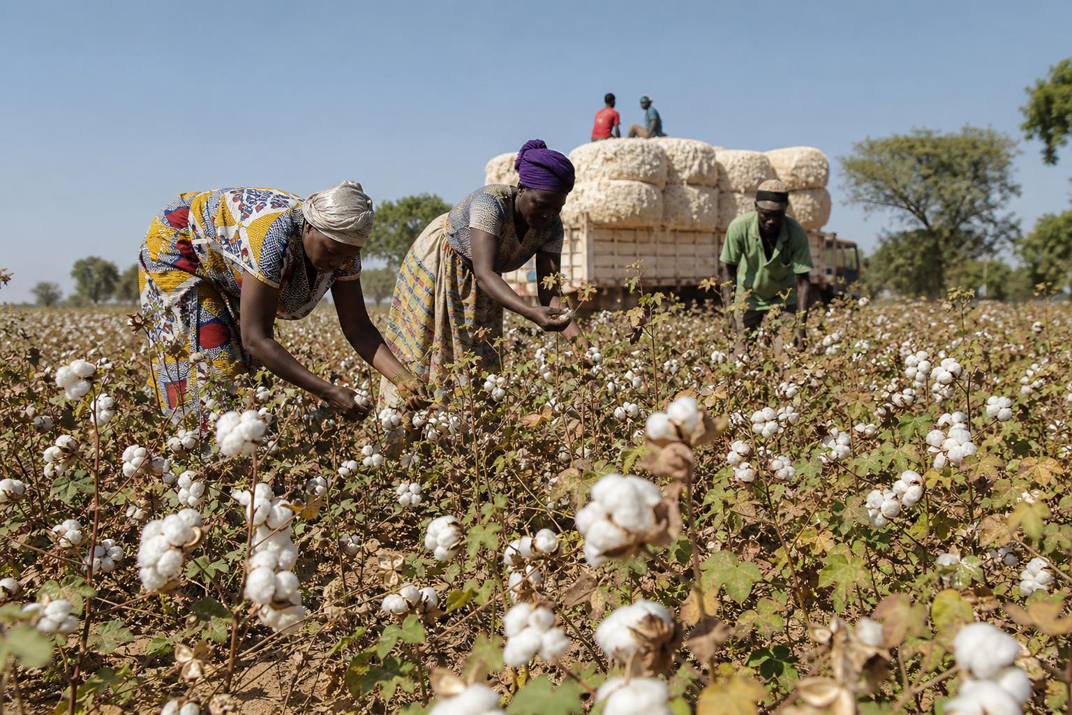 Champ de coton en Afrique avec des producteurs