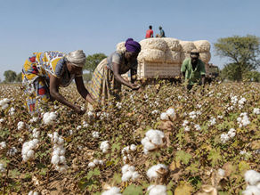 Champ de coton en Afrique avec des producteurs
