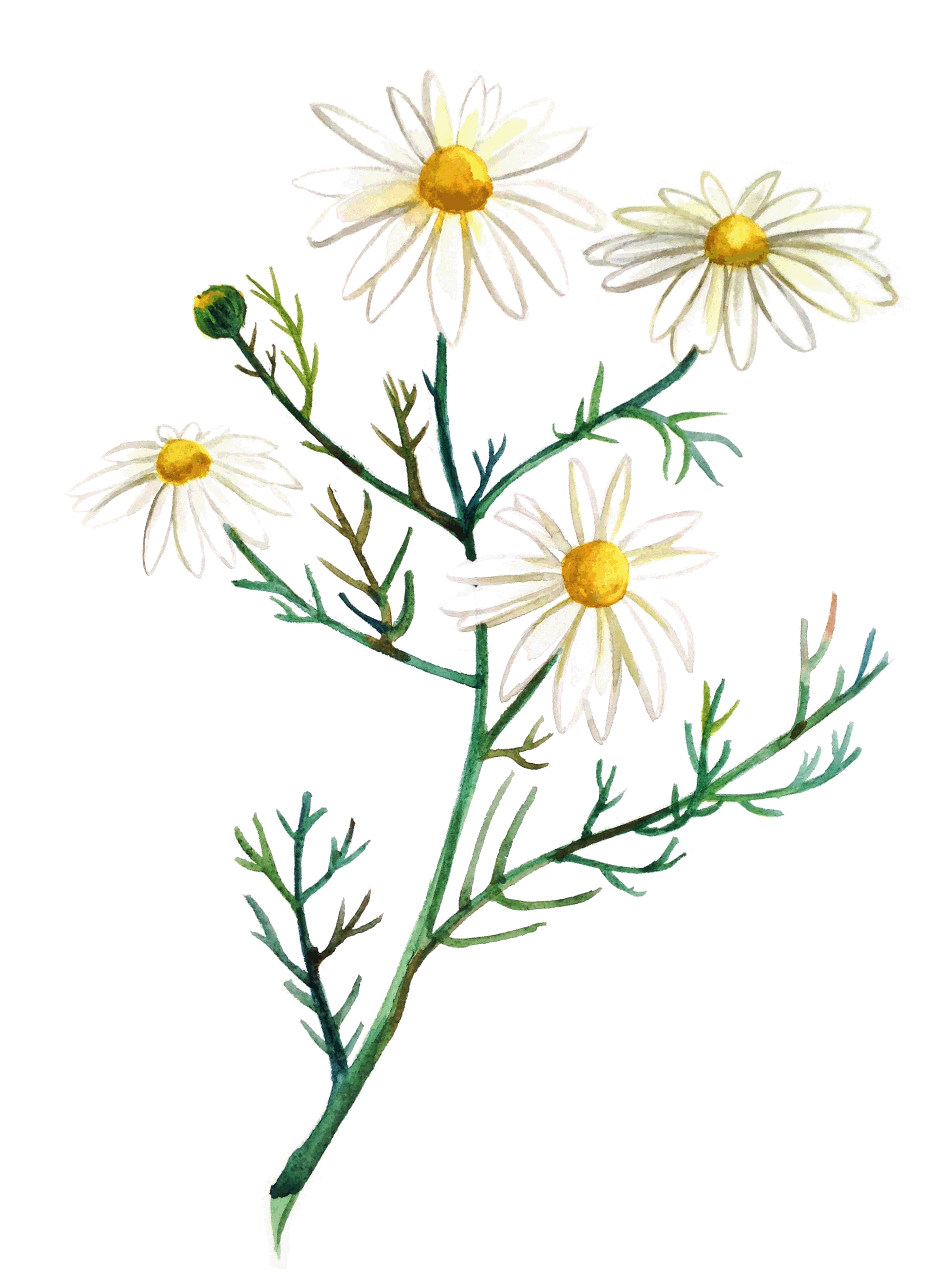 annie prince aromatherapy warkworth auckland new zealand