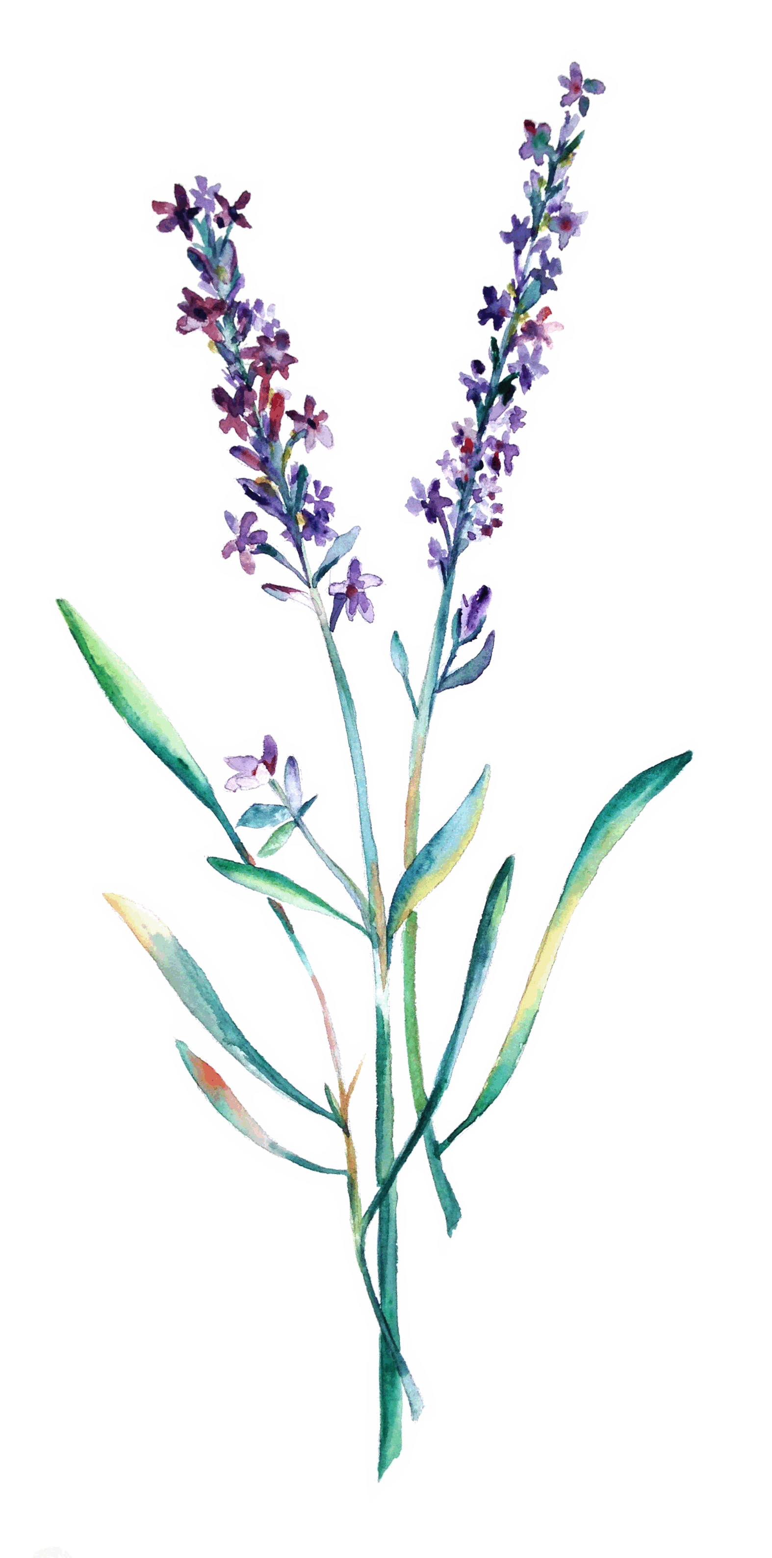 annie prince aromatherapy warkworth auckland new zealand