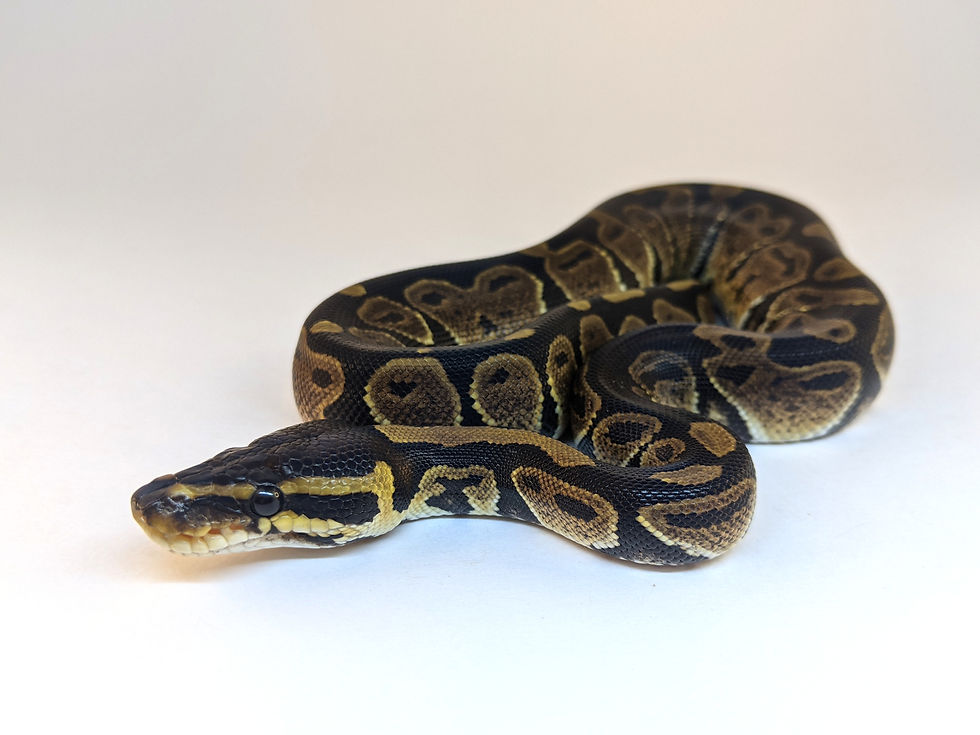 Thumbnail: Female 66% Triple Het. Lavender Albino x Genetic Stripe x Clown