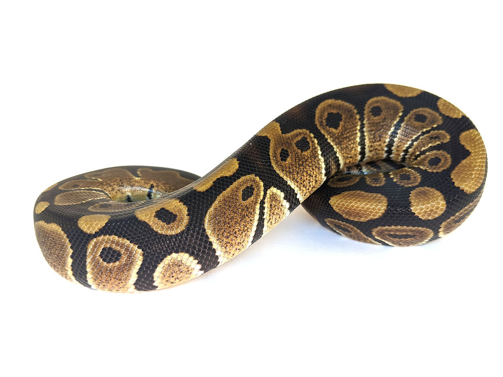 Thumbnail: 1.0 Double Het Hypo Clown 50% Triple Het Cryptic Clown Genetic Stripe