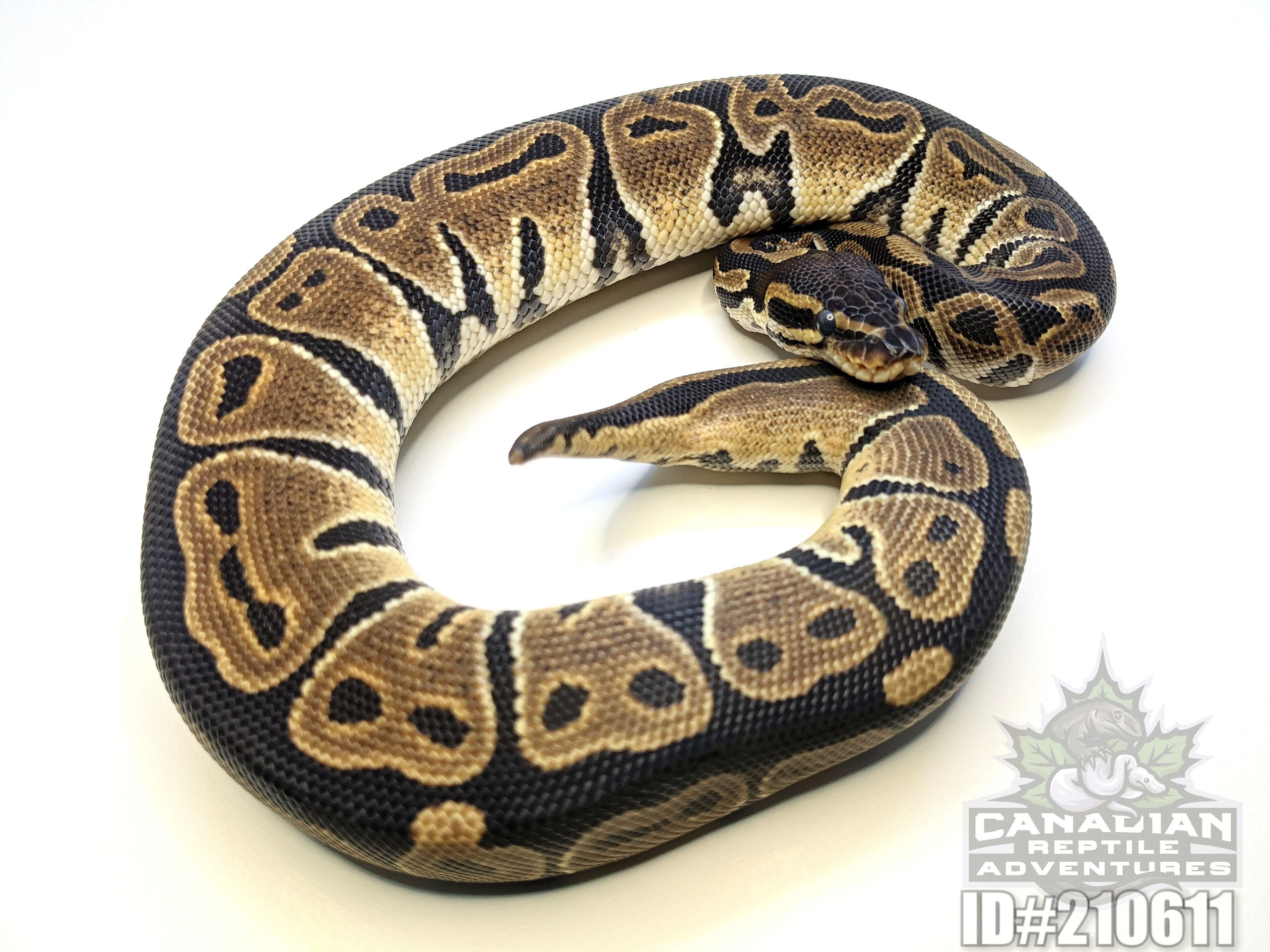 0.1 - DH Ultramel 100% x Clown 50% - Ball Python