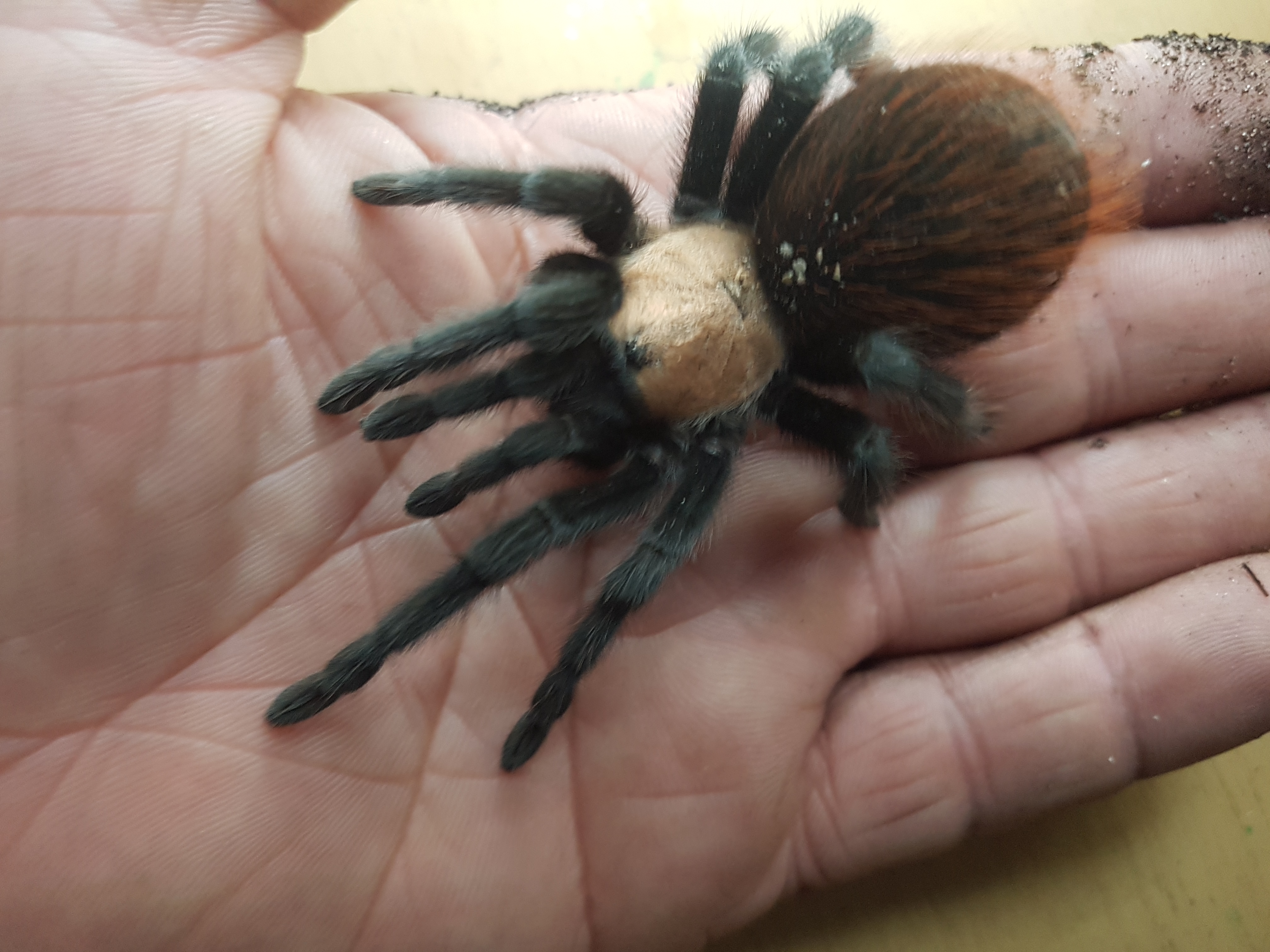 Inferno - The Tarantula
