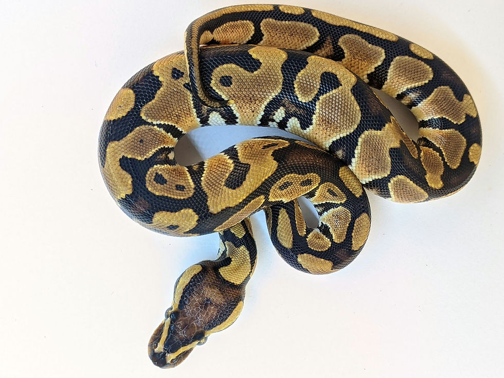 Male Enchi Double Het. Ultramel Hypo 50% Het. Clown
