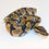 Thumbnail: Male Enchi Double Het. Ultramel Hypo 50% Het. Clown
