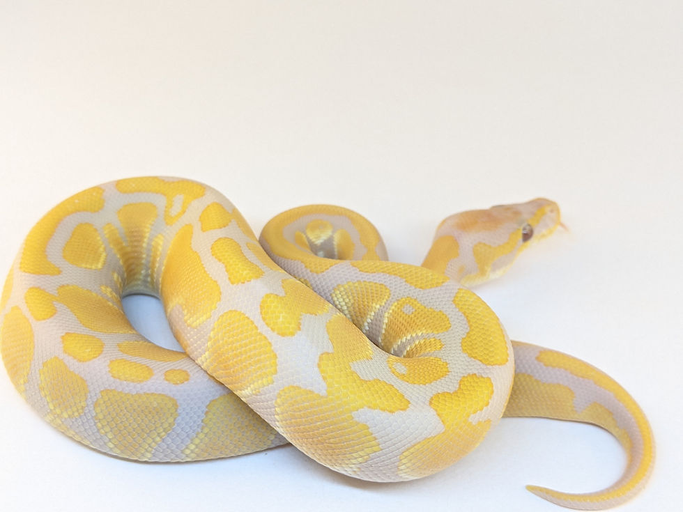 Thumbnail: Male Scrambler x Lavender Albino x Het. Piebald